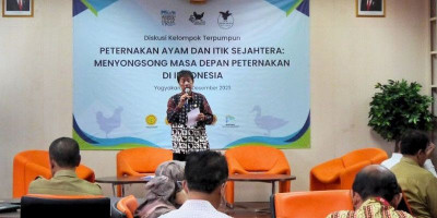 Animal Friends Jogja Inisiasi Diskusi Terpumpun Dorong Kesejahteraan Peternak Ayam dan Itik Petelur 