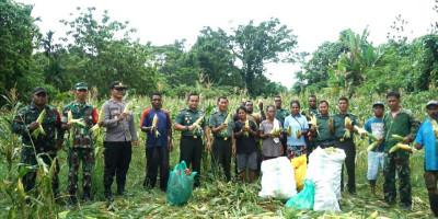 Dandim 1708/BN Letkol Inf Marsen Sinaga Bersama Masyarakat Panen Jagung