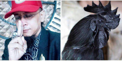Darah Ayam Cemani, Untuk Media Santet