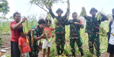 Program Ketahanan Pangan Berhasil, Koramil 1708-06/SU Panen Jagung