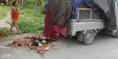 2 Ton Daging Anjing Ilegal untuk Natal dan Tahun Baru Disita TNI-AL