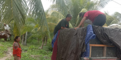 TNI AL Berhasil Gagalkan Penyelundupan 2 Ton Daging Anjing Ilegal Asal Kalimantan di Pelabuhan Mamuju