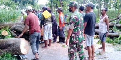Pohon Tumbang di Bluluk, Babinsa Ambil Langkah Sigap