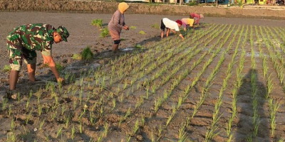 Babinsa Sendangrejo Terjun ke Sawah