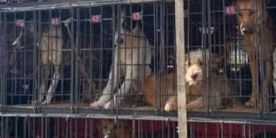 Truk Bawa Ratusan Anjing Tanpa Dokumen Diamankan Polisi