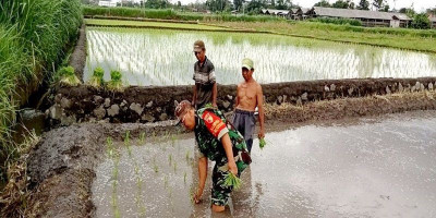 Dukung Ketahanan Pangan, Babinsa Koramil Sanankulon Bantu Nanam Padi Di Sawah Warga Binaan