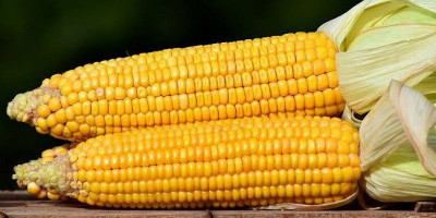 Minum Air Rebusan Jagung Bagus untuk Ginjal