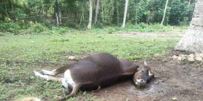 Diduga Keracunan Sejumlah Sapi Mati Dadakan di Desa Mokupo