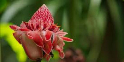 Ternyata Kecombrang Punya Banyak Manfaat untuk Kesehatan