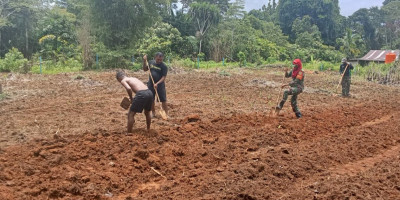 Dukung Program Hanpangan, Anggota Koramil Supiori Selatan Siapkan Lahan Pertanian di Kampung Duber