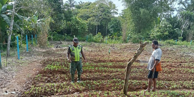 Bersihkan Lahan, Koramil 1708-04/Supiori Selatan Tanam Jagung dan Sawi