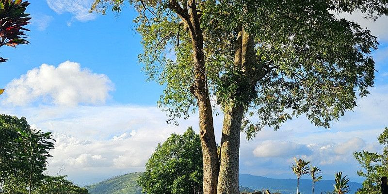 Pohon Keramat, Kemenyan dan Hamirung Tumbuh Besar di atas Hamparan Batu Gunung Padang