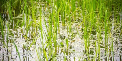 Langkah Nyata Menuju Energi Ramah Lingkungan, Dorong  Penggunaan Rumput Laut