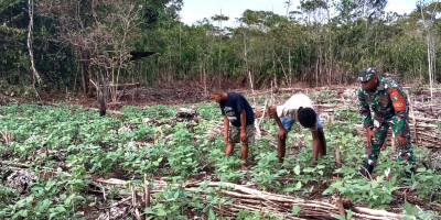 Jaga Pertumbuhan Tanaman, Babinsa Koramil Numfor Bantu Bersihkan Lahan Kebun Kacang Ijo Milik Warga