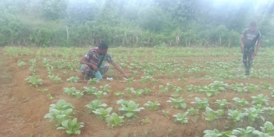 Perawatan Tanaman di Lahan Pangan Koramil Biak Barat