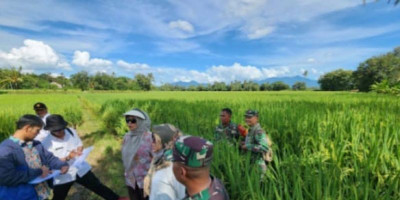 Sinergi Kementan - TNI Wujudkan Lampung Sebagai Sentra Produksi Beras Nasional