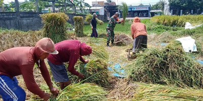 Babinsa Koramil 0808/12 Wlingi Bantu Panen Padi Warga Binaan