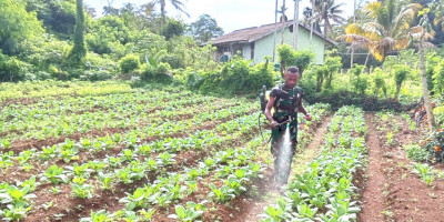 Kendalikan Hama, Babinsa Lakukan Penyemprotan Pestisida pada Tanaman Sawi