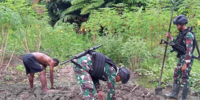Satgas Yonif 310/KK Bantu Olah Lahan dan Tanami Singkong di Ladang Ikonius Kiapra