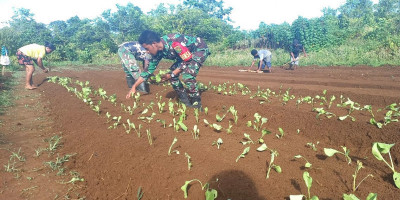 Anggota Koramil Biak Timur Bersama Koptan Manna Kampung Kajasbo Menanam Bibit Sawi Hijau