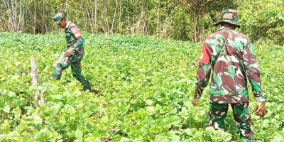 Memantau dan Membersihkan Rumput Liar di Sekitaran Tanaman Kacang Hijau
