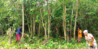 Dukung Hanpangan, Babinsa Biak Utara Bantu Bersihkan Lahan Pertanian Warga