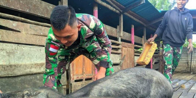Tingkatkan Ekonomi Masyarakat, Satgas Yonif 509 Kostrad Beternak Babi