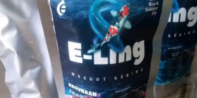 Manggot Kering: Solusi Berkualitas Tinggi untuk Pakan Ikan Budidaya   