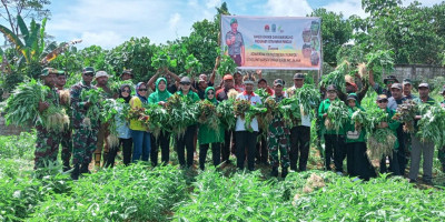 Dukung Program Hanpangan dan Wujudkan Swasembada Pangan, Koramil Biak Utara Panen Sayur