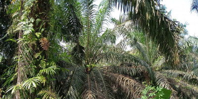 Eks Pirtrans di Duduki HGU PT. SLS, Ratusan Petani Plasma PKL Lesung Gagal Dapat Dana BPDKS 