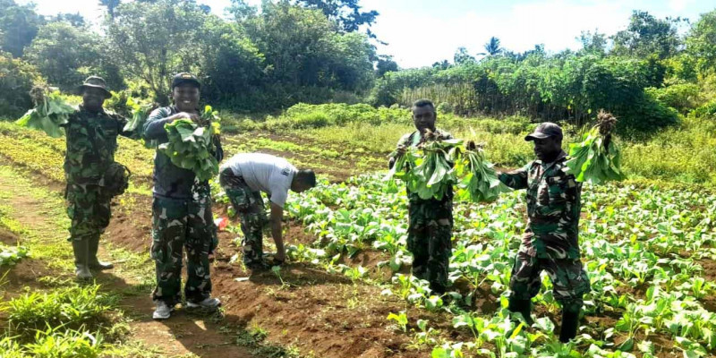 Dukung Program Pemerintah, Anggota Posramil Biak Timur Panen Sayur Sawi di Lahan Hanpangan
