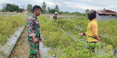 Babinsa Koramil 02/Timika Dampingi Petani Merawat Tanaman Cabe