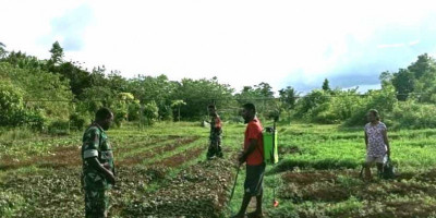 Anggota Koramil dan Posramil Bersama Koptan Manna Merawat Tanaman Sayur Bayam Belang