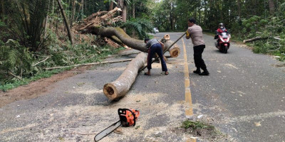 Aksi Cepat Tanggap Polsek Loa Janan Atasi Pohon Tumbang di Jalur Poros Samarinda-Balikpapan 