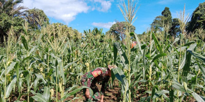 Babinsa Supiori Selatan Pantau dan Bersihkan Sekitaran Tanaman Jagung dan Kacang Panjang