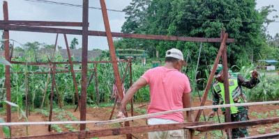 Babinsa Bantu Petani Pasang Penyanggah pada Sayur Buncis Agar Tidak Mudah Tumbang