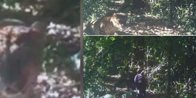 Kamera Trap Rekam Macan Tutul dan Macan Kumbang di Jalur Pendakian Gunung Gede Pangrango