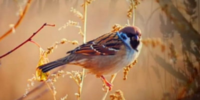 Kisah Burung Pipit Bertasbih Setiap Hari,  Namun Kecewa & Terdiam Lalu Mengadu Kepada Allah