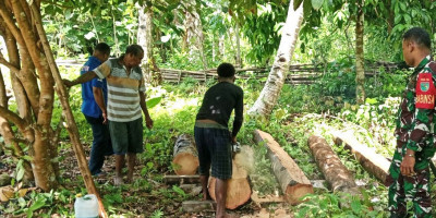 Peduli, Babinsa Bantu Warga Menebang Pohon Kelapa
