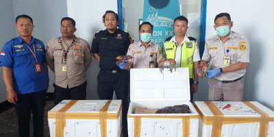 Ekspor Perdana Kepiting Bakau Tujuan Singapura