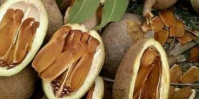 Berbagai Manfaat Buah Mahoni bagi Kesehatan