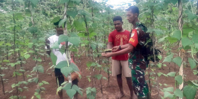 Tingkatkan Perekonomian Warga Binaan, Babinsa Biak Kota Bantu Petani Panen Sayur
