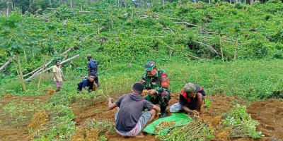 Tingkatkan Kesejahteraan Masyarakat, Babinsa Bantu Warga Panen Kacang Tanah