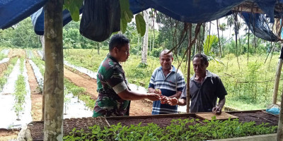 Babinsa Berikan Motivasi  kepada Petani Cabai di Desa Binaan