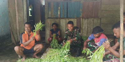 Kebersamaan TNI-Rakyat, Babinsa Bantu Bersihkan Sayur Kangkung Usai Panen