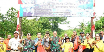 Kodim 1708/BN Sukses Panen Raya Ubi Jalar dan Keladi di Biak