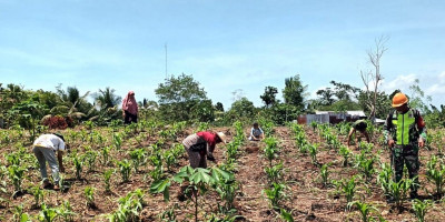 Kendalikan Hama, Babinsa Biak Kota Dampingi Petani Semprot Tanaman Jagung