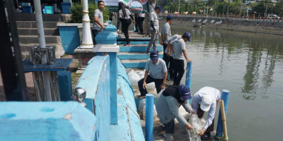 Bhirawa Steel Komitmen Pelestarian Lingkungan, Lepas 4.000 Benih Ikan Nila di Sungai Kalimas