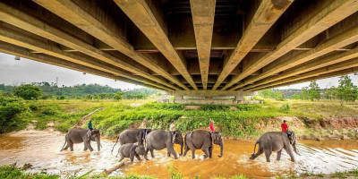 Keberlanjutan Program Konservasi Gajah Sumatra, Hutama Karya Siapkan 7000 Bibit Pohon Pakan Alami