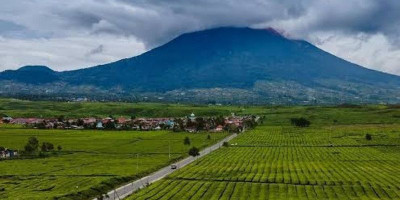 Kebun Teh Tertinggi Kedua di Dunia Ada di Kayu Aro